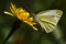 Small white butterfly