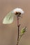 A small white butterfly dries its wings in a clearing in dew on a dandelion flower