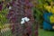 Small white butterfly dying trapped into cobweb at blurred background. Fragility concept of life and death. Subtlety of nature