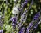 A small white butterfly flying amongst lavender flowers