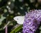 A small white butterfly perched on a buddleia flower