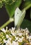 A Small White butterfly perched on a white flower