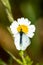 Small White Butterfly Pieris rapae on a Daisy Flower