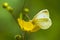 Small white butterfly Pieris rapae feeding on yellow flowers buttercup Ranunculus repens