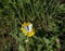 Small white butterfly pollinating a dandelion