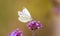 Small white butterfly verbena flower pollination in a UK garden