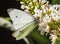 A Small White butterfly on a white flower