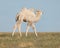 Small white camel