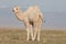 Small white camel