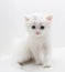 Small white cat