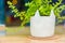 Small white ceramic potted plant