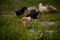 Small and white chickens through the green grass in the yard. gallus gallus tiny birds feeding at the farm