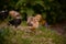 Small and white chickens through the green grass in the yard. gallus gallus tiny birds feeding at the farm