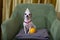 A small white chihuahua dog celebrates a birthday and sits in a cozy chair in a festive hat next to a yellow orange.