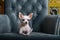 A small white Chihuahua dog gracefully lies in a stylish lounge chair relaxing in the evening.