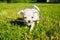 Small white chihuahua puppy on a lawn