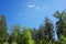 Small white cloud rising over green tree tops in blue sky