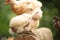 Small white colored peeps or chicks sitting on a log