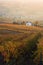 Small white countryhouse in colored vineyard in oltrepo` pavese at sunrise