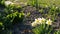 Small white daffodils in the yard.