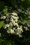 Small white daisies closeup partially in light and shadow