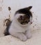 Small White and Dark Colored Kitten Sitting Against White Background