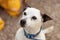 Small white dog with black ears, nose and eyes