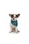 Small white dog with a blue bandana