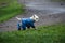 A small white dog with a blue suit walks on the wet green grass