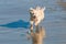 Small White Dog Chasing Ball on Beach