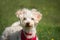 Small white dog with curly hair is very curious