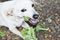 Small white dog eats broccoli