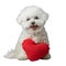 Small White Dog Holding Red Heart