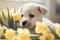 a small white dog laying on top of a bed of yellow flowers