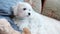 Small white dog lies on a sofa with a soft toy