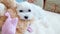 Small white dog lies on a sofa with a soft toy