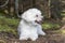 Small White Dog Panting as it Takes a Rest on a Forest Walk