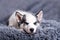 A small white dog puppy breed siberian husky