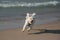 Small White Dog Running on Beach