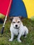 A small white dog sheltering under a colourful umbrella