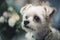 a small white dog wearing a collar and a flowered collar