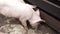 A small white domestic pig digs something and eats something in the barnyard