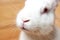 Small white domesticated rabbit closeup. Breeding pets