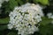 Small white elderflower flowers a large plae on a green background of leaves with a place for text