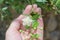 Small white evergreen myrtle myrtus flower in the hand