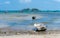 Small white fiberglass fishing boats mooring at the dirty beach