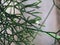 Small white flower of Cactus Mistletoe Clover, Rhipsalis, Epiphytic plant, is a popular plant grown ornamental garden hanging. A