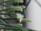 Small white flower of Cactus Mistletoe Clover, Rhipsalis, Epiphytic plant, is a popular plant grown ornamental garden hanging