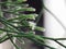 Small white flower of Cactus Mistletoe Clover, Rhipsalis, Epiphytic plant, is a popular plant grown ornamental garden hanging