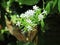 Small white flower of Ceylon leadwort, White leadwort or Plumbago zeylanica. Herb plant with beautiful flowers in the garden..